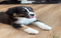 Australian Shepherd dogs for sale: 2 KC registered Australian Shepards remaining! - Image 7
