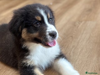 Australian Shepherd dogs 1 KC registered Australian Shepards remaining! - Advert 2