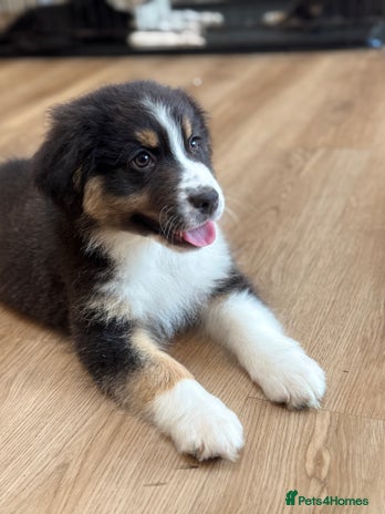 Australian Shepherd dogs 1 KC registered Australian Shepards remaining! - Advert 4