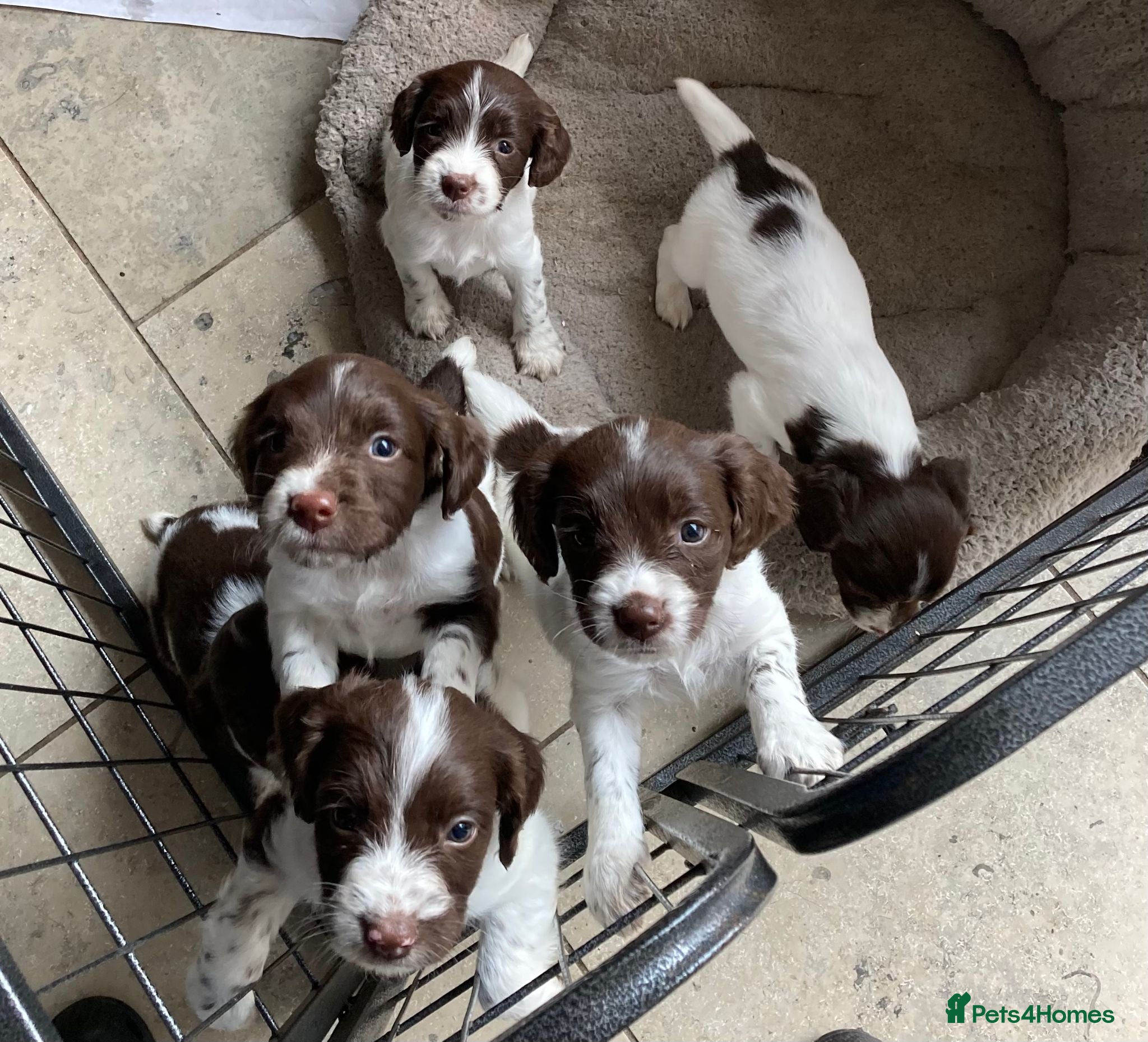 English Springer Spaniel dogs Pedigree English Springer Spaniel Pups KC Reg - Advert 1