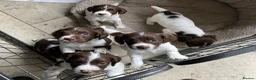 English Springer Spaniel dogs for sale: Pedigree English Springer Spaniel Pups KC Reg - Advert 1