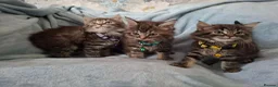 Mixed Breed cats for sale: 3x Beautiful maincoone cross kittens - Advert 9