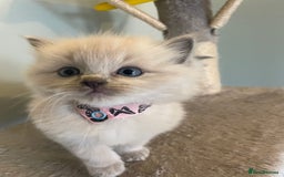 Ragdoll cats for sale: Blue and Pure Blue Mitted Ragdoll Kittens - Image 7