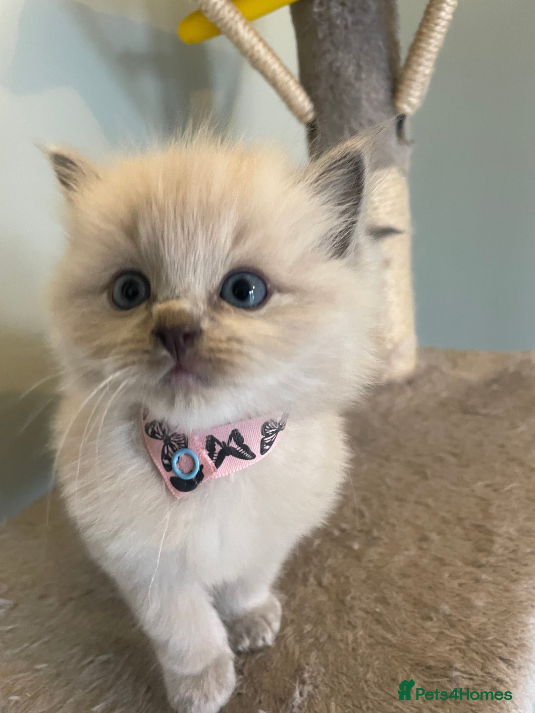 Ragdoll cats for sale: Blue and Pure Blue Mitted Ragdoll Kittens - Image 7