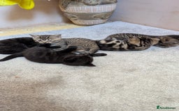 Mixed Breed cats for sale: Kittens for sale - Image 13
