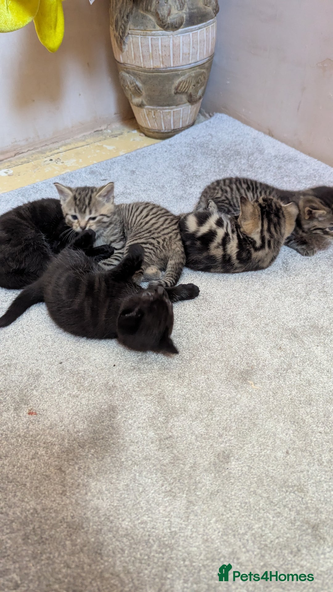 Mixed Breed cats for sale: Kittens for sale - Image 13