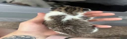 Mixed Breed cats for sale: 4 kittens  - Advert 9