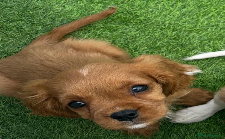 Cavalier King Charles Spaniel dogs - Advert 2