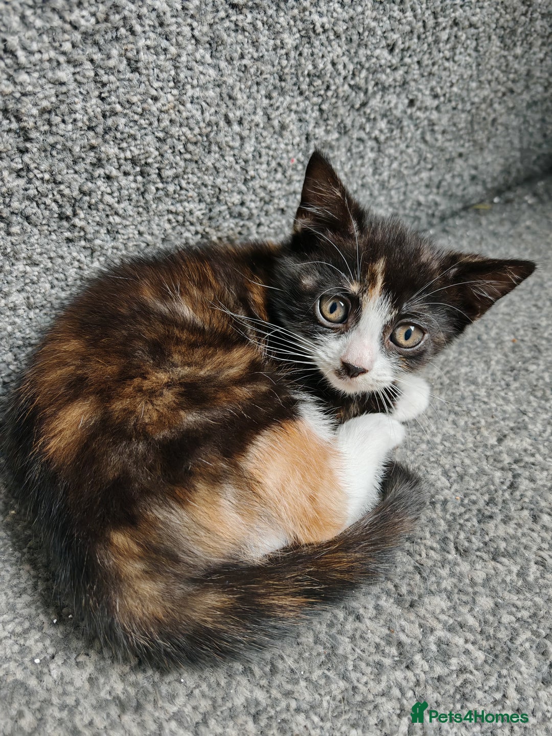 Mixed Breed cats for sale: Gorgeous kittens ready for new home now - Image 4