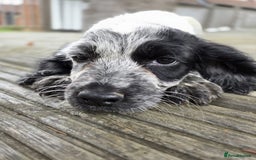 Cocker Spaniel dogs for sale: Cocker spaniel pups looking for there forever home - Image 5