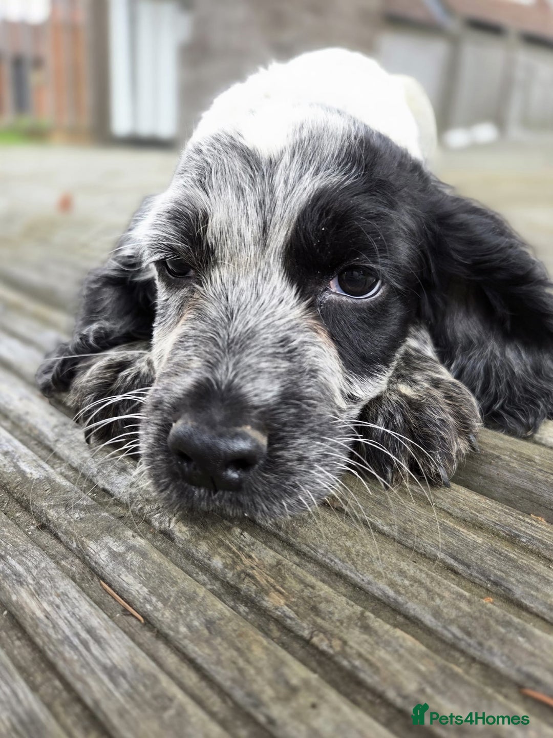 Cocker Spaniel dogs for sale: Cocker spaniel pups looking for there forever home - Image 5