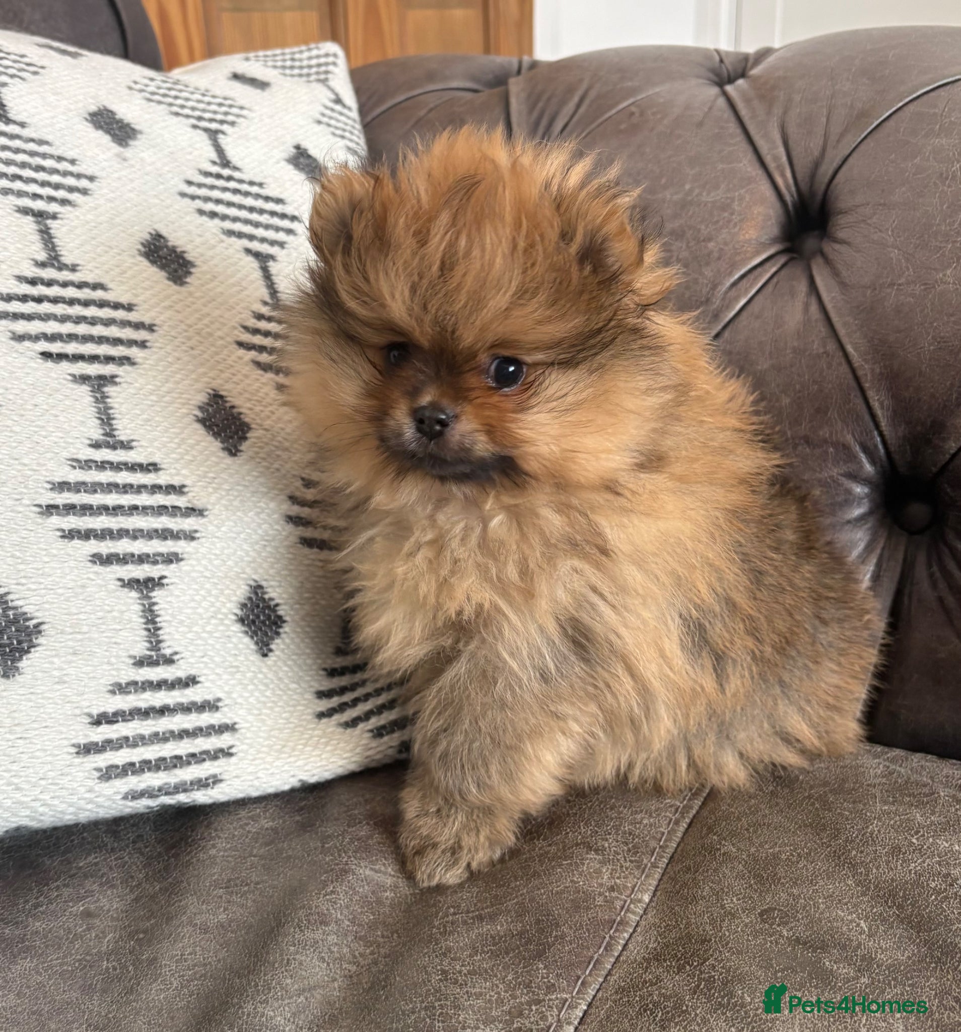 Pomeranian dogs Beautiful quality teeny Pomeranian puppies kc reg  - Advert 5