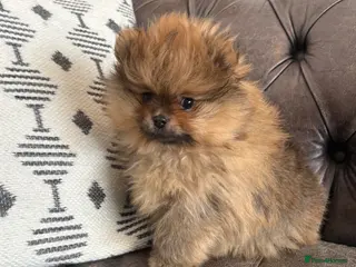 Pomeranian dogs Beautiful quality teeny Pomeranian puppies kc reg - Advert 5