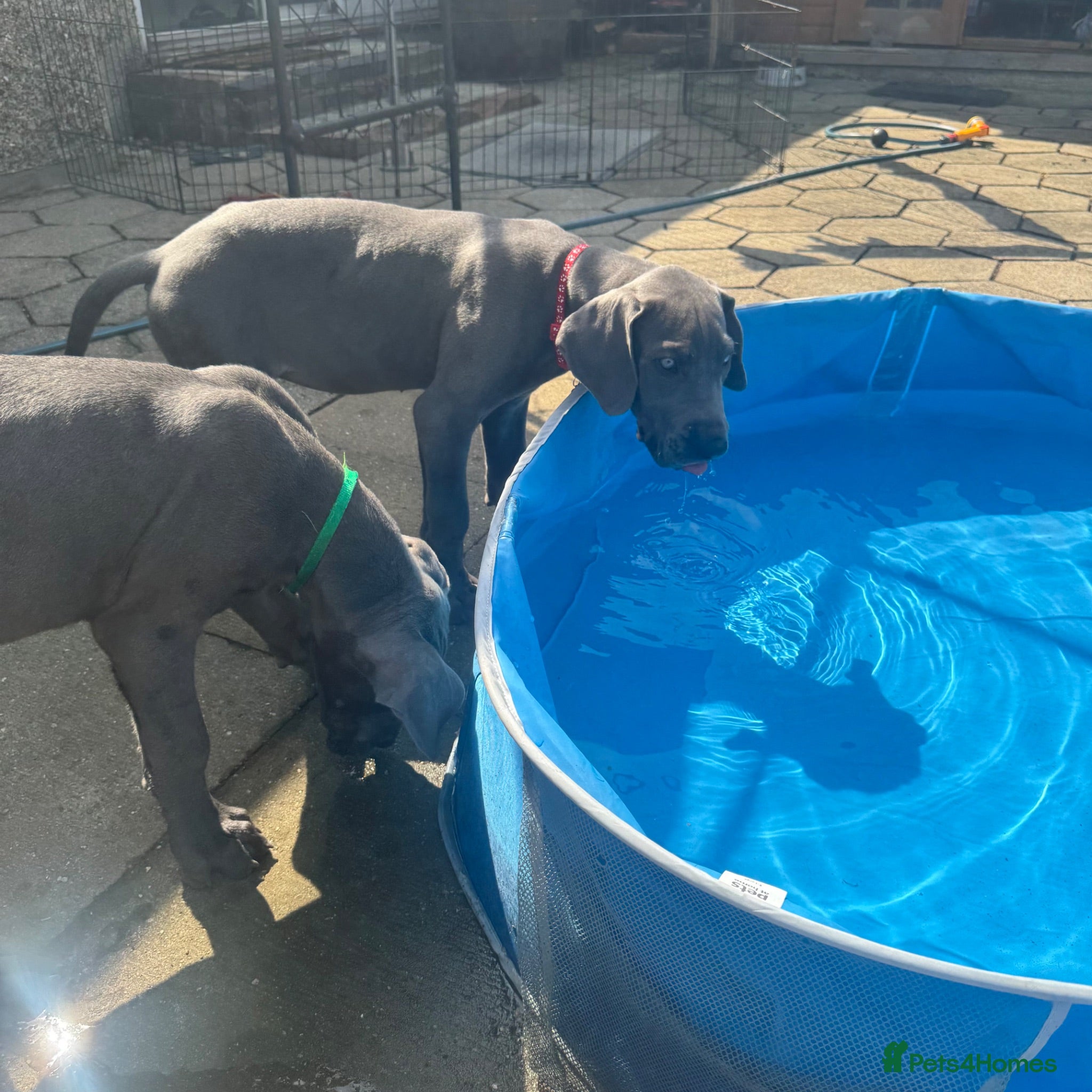 Great Dane dogs Ready for new home now!! - Advert 1