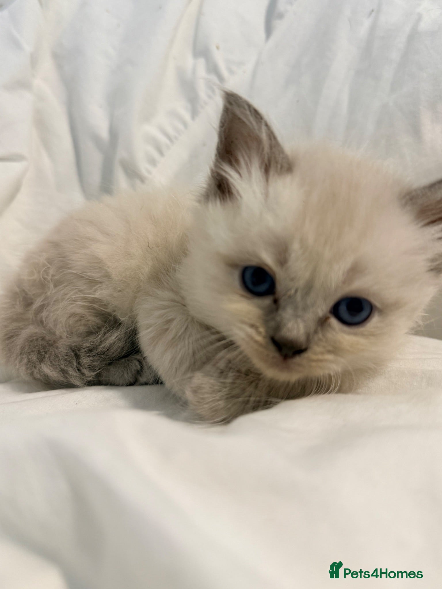Himalayan cats Ragdoll x babies - Advert 1