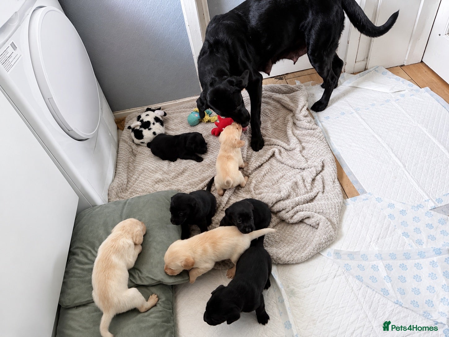 Labrador Retriever dogs Labrador puppies - Advert 2