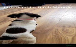 English Springer Spaniel dogs for sale: English KC Reg Springer Spaniels For Sale - Image 14