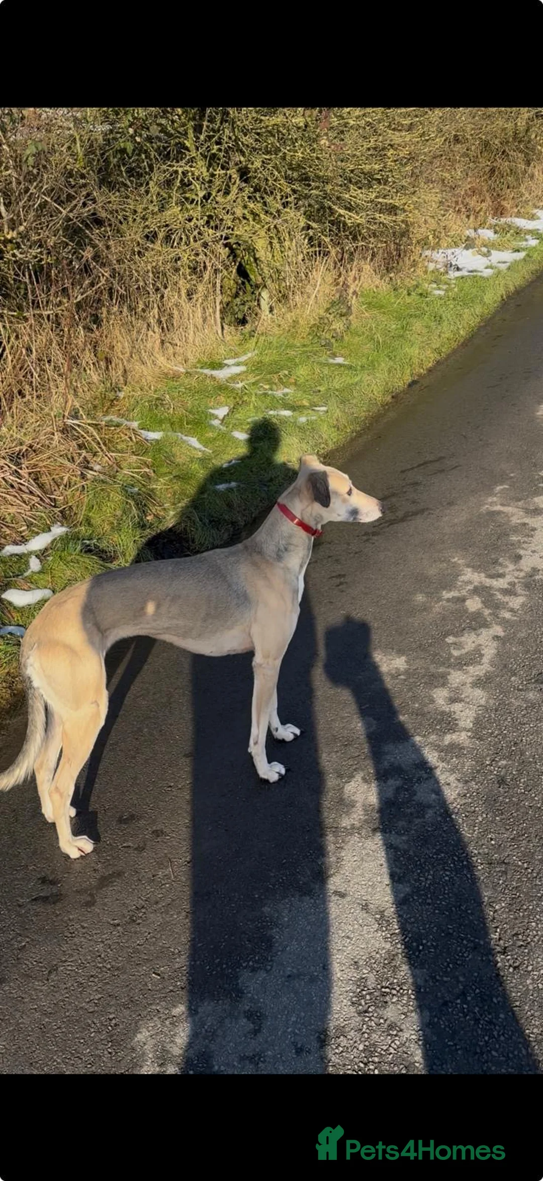 Mixed Breed dogs for sale: Beautiful saluki x greyhound girl   - Advert 2