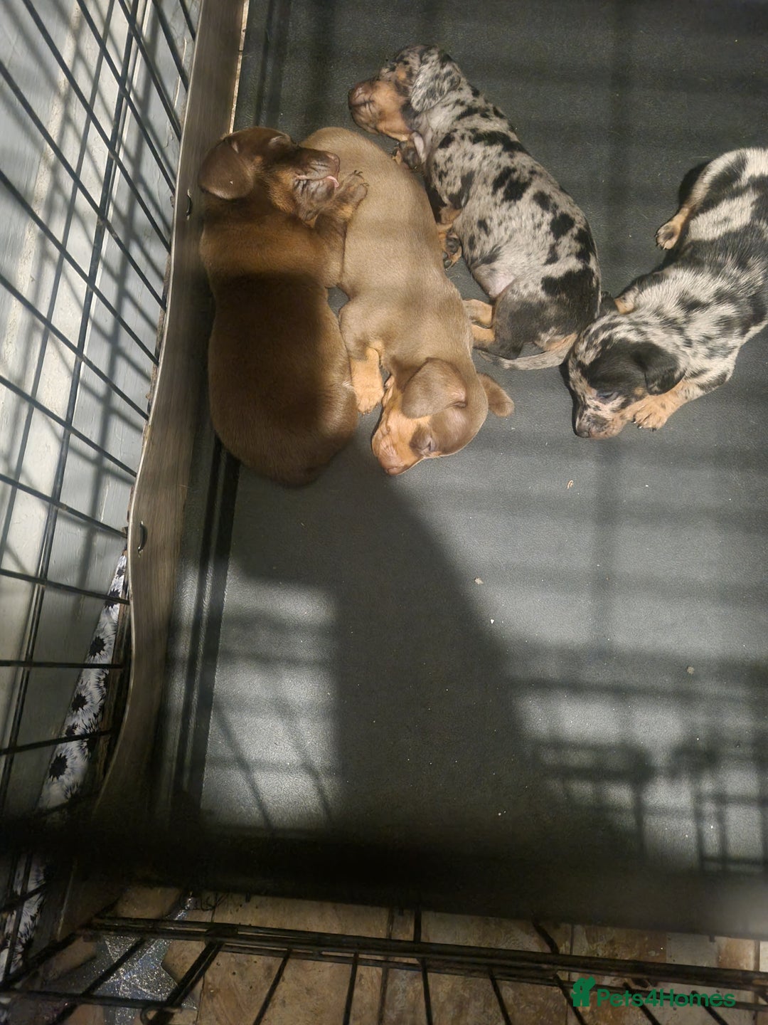 Miniature Dachshund dogs for sale: Miniature Dachshund  - Advert 17