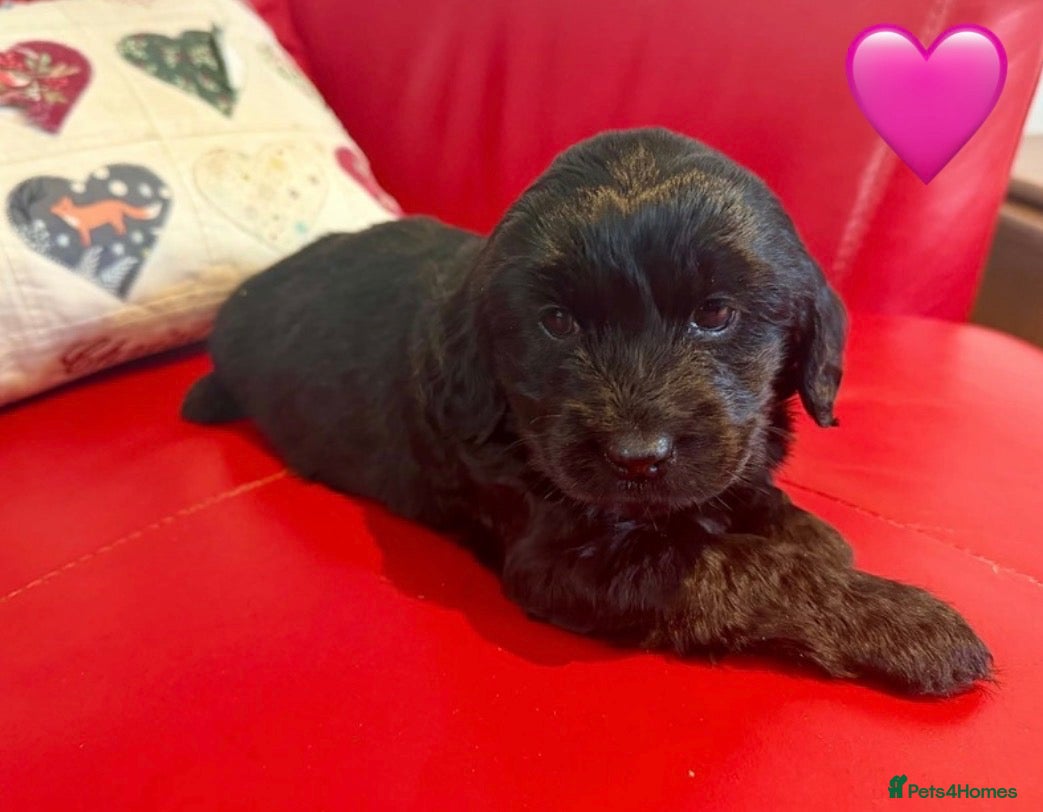 Cockapoo dogs F2 Cockapoo Puppies. - Advert 6