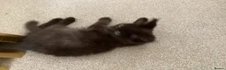 Mixed Breed cats for sale: Beautiful British longhair x Maine coon x kitten  - Advert 9