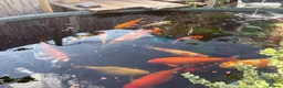 Koi Carp fish for sale: 15 Beautiful Koi Fish for Sale  in Manchester - Advert 3