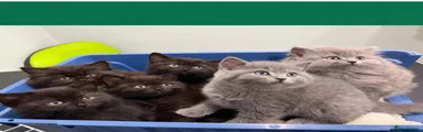 British Shorthair 5