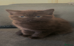 British Shorthair cats for sale: Beautiful BSH x Ragdoll x Bengal Kittens - Image 8
