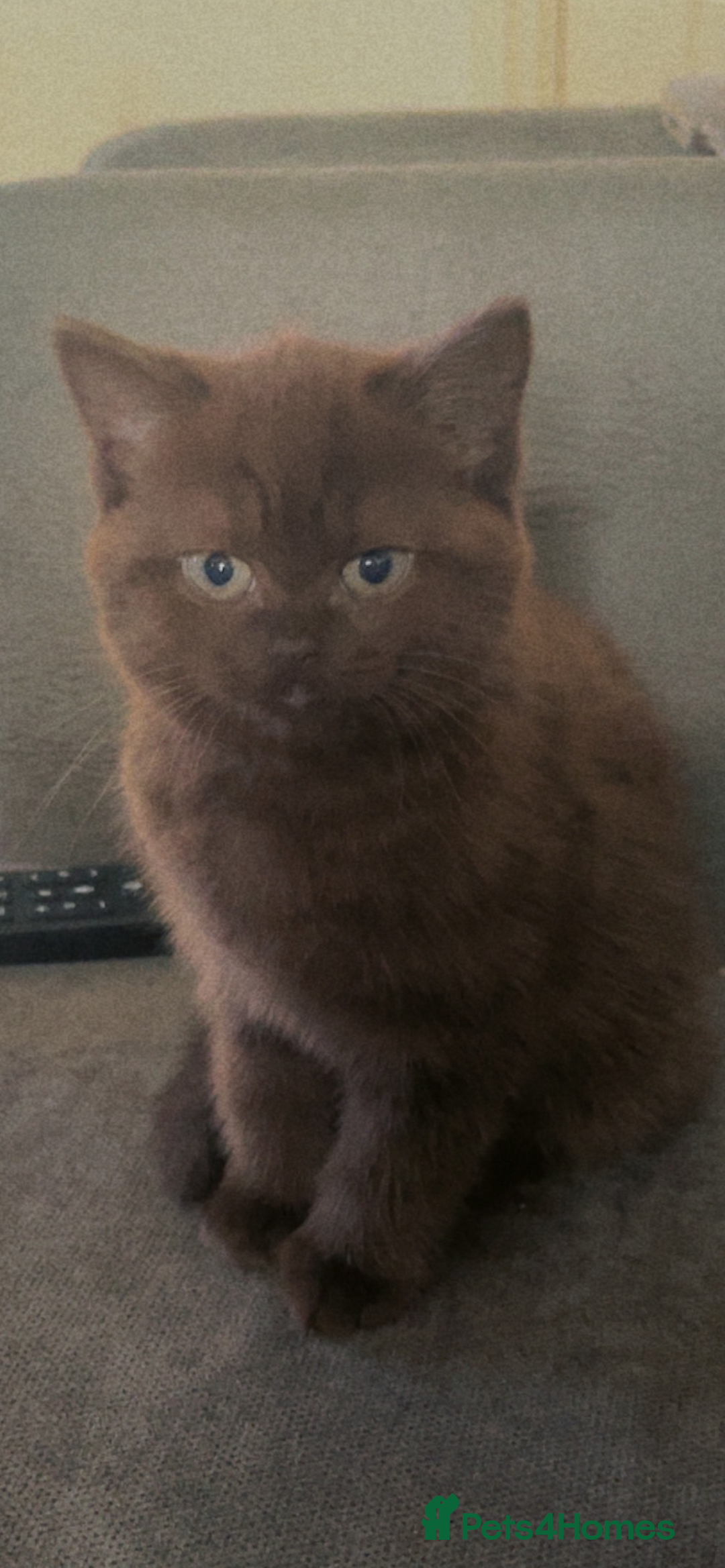 British Shorthair cats for sale: Beautiful BSH x Ragdoll x Bengal Kittens - Image 8