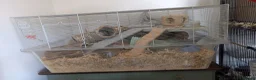 Hamster rodents for sale: Female Russian Hamster and Full Set Up  in Grimsby - Advert 5