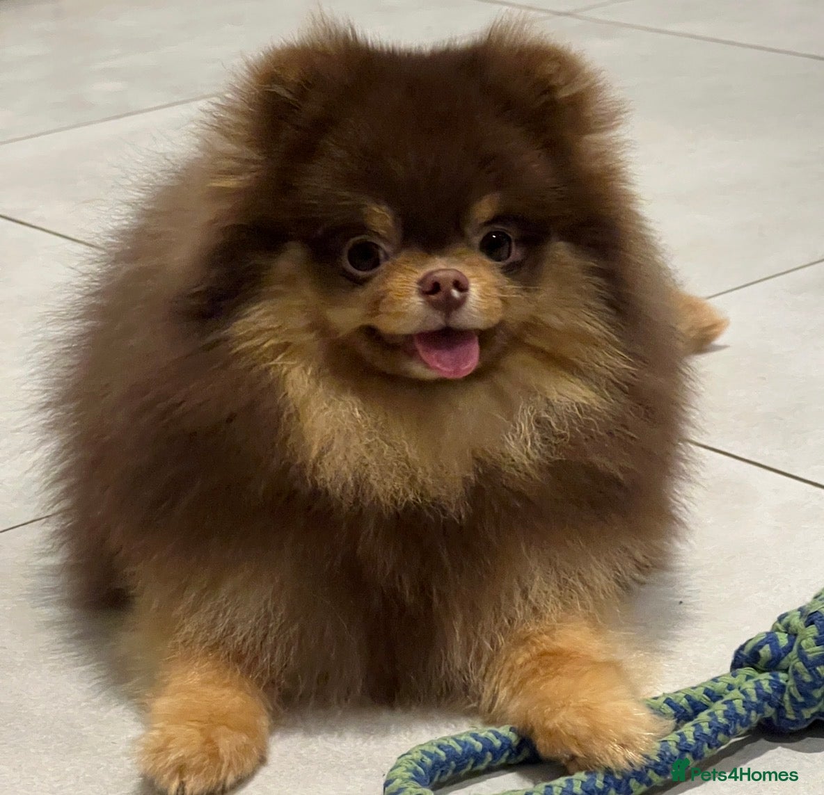 Pomeranian dogs Tiny Chocolate and Tan Pomeranian  - Advert 1