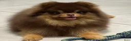 Pomeranian dogs for stud: Tiny Chocolate and Tan Pomeranian  - Advert 1