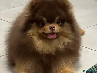 Pomeranian dogs Tiny Chocolate and Tan Pomeranian - Advert 1