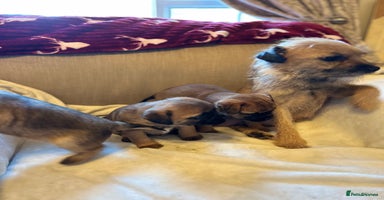 Border Terrier dogs - Advert 10