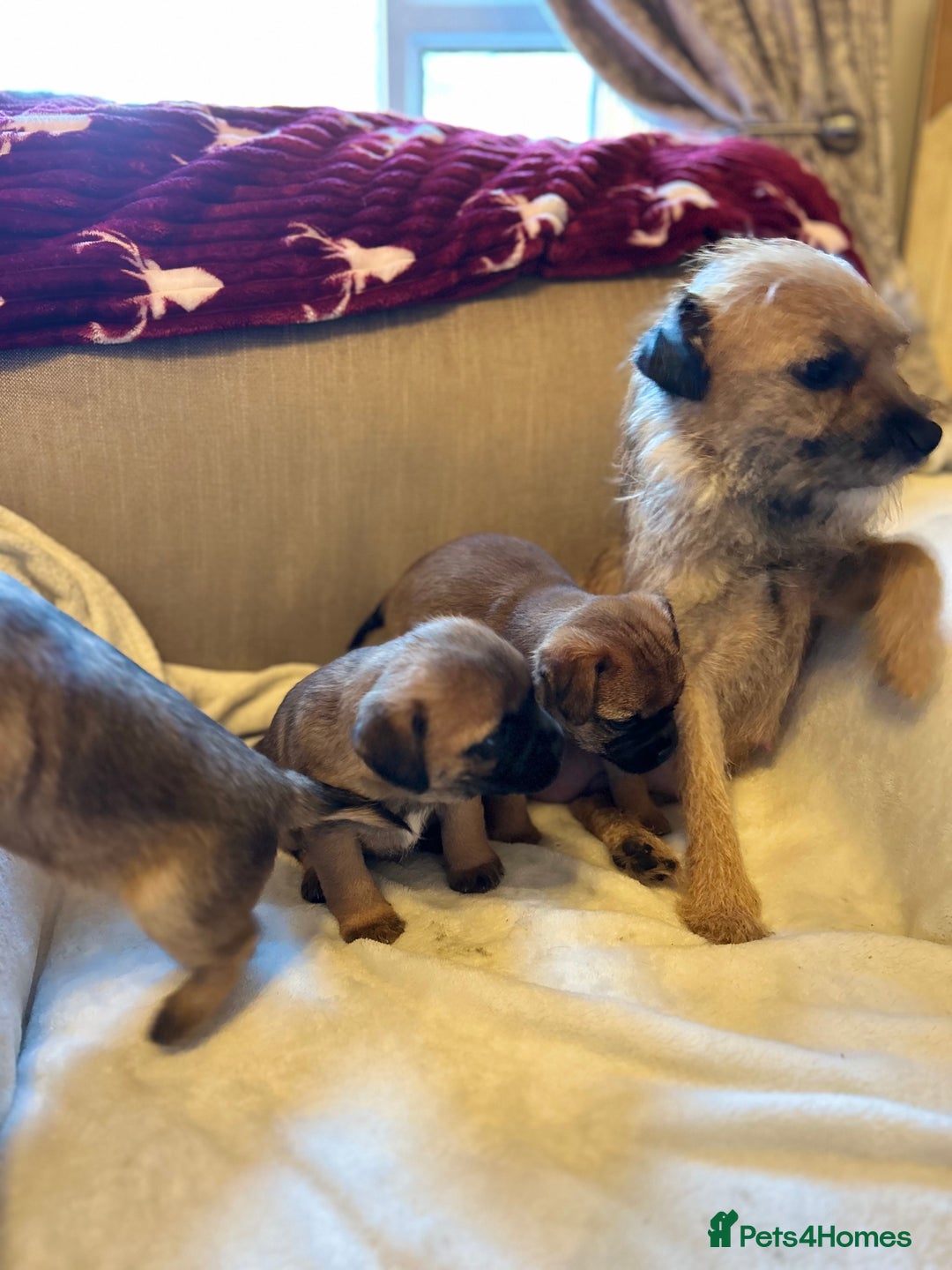 Border Terrier dogs for sale: Border terrier puppies for sale  - Image 2