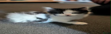 Kitten one