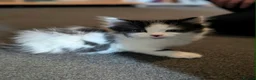 Mixed Breed cats for sale: Fluffy Kittens ✨  in Nottingham - Advert 4
