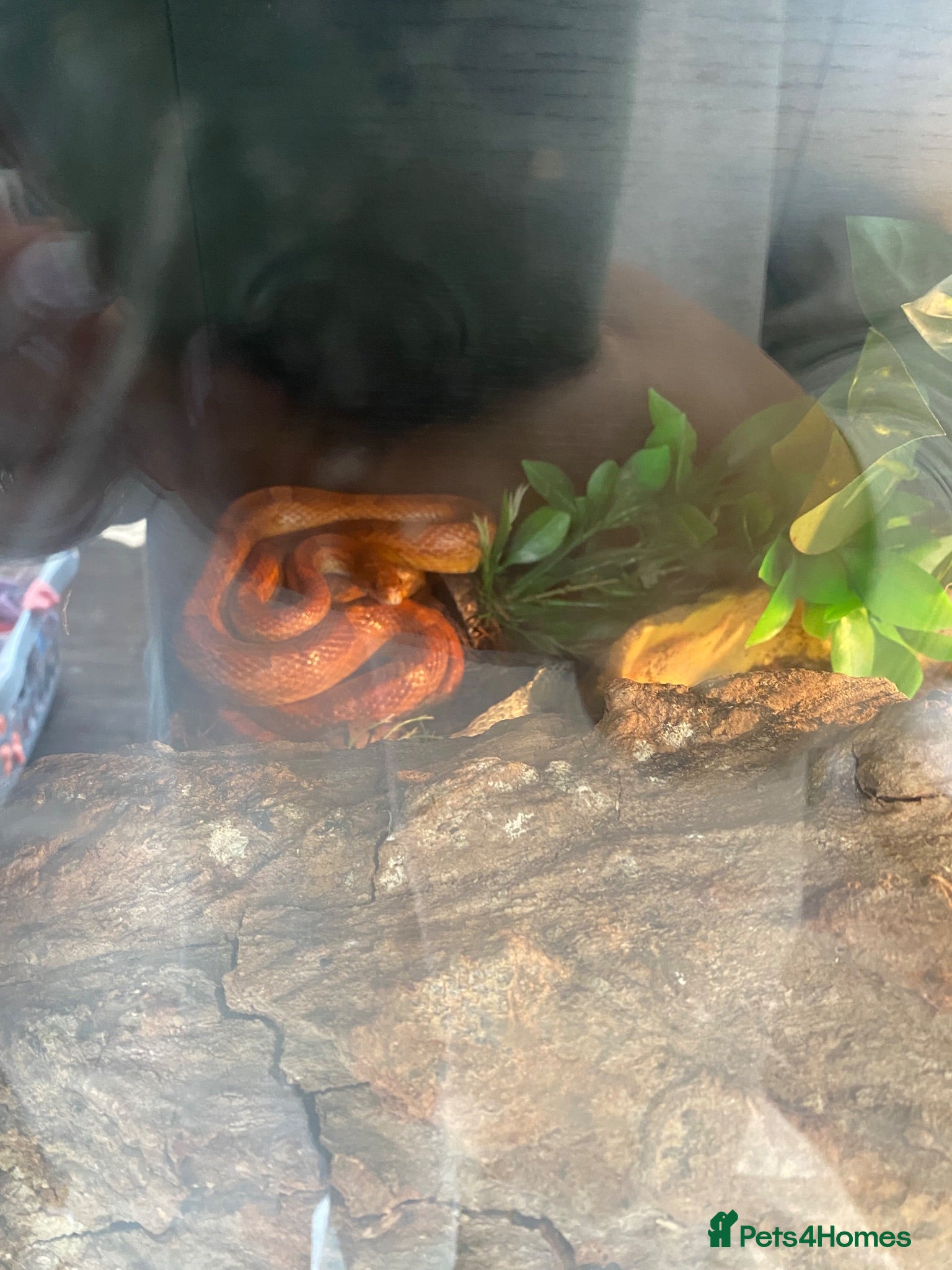 Corn Snake reptiles Corn snake  - Advert 3