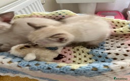 Ragdoll cats for sale: Pure Ragdoll Boys – Raised with Mum in Family Home - Image 6