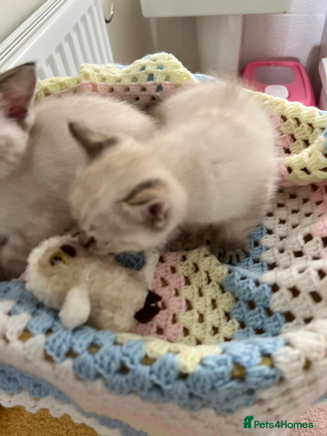 Ragdoll cats for sale: Pure Ragdoll Boys – Raised with Mum in Family Home - Image 6