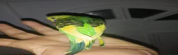 Budgerigars birds for sale: Hand reared super tame  budgie  - Advert 4