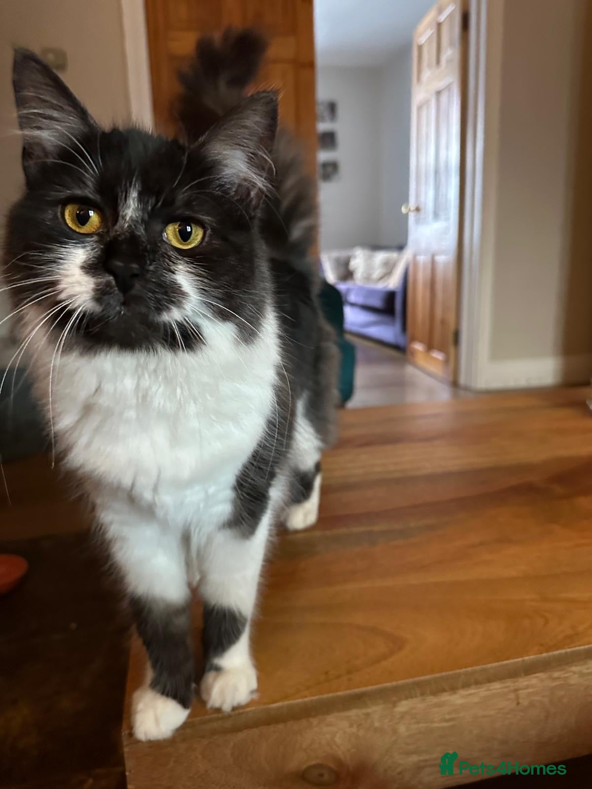 Mixed Breed cats Rehoming Cat - Advert 2
