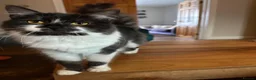 Mixed Breed cats for sale: Rehoming Cat in Widnes - Advert 1