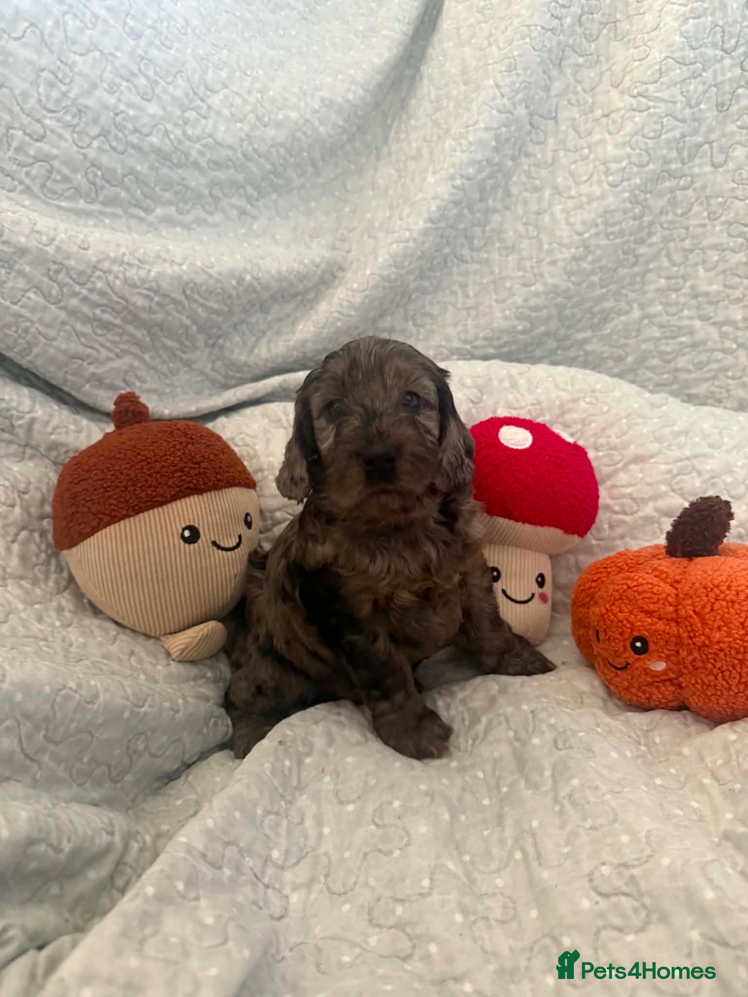 Cockapoo dogs Last 3 Beautiful f1 cockapoo puppies - Advert 2