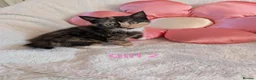 Mixed Breed cats for sale: Beautiful fluffy kittens for sale  - Advert 19