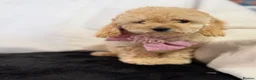 Cockapoo dogs for sale: Beautiful Yankydoodles  - Advert 4