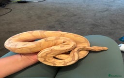 Boa Snake reptiles for sale: Boa, royal and a California king snake for sale  - Image 5