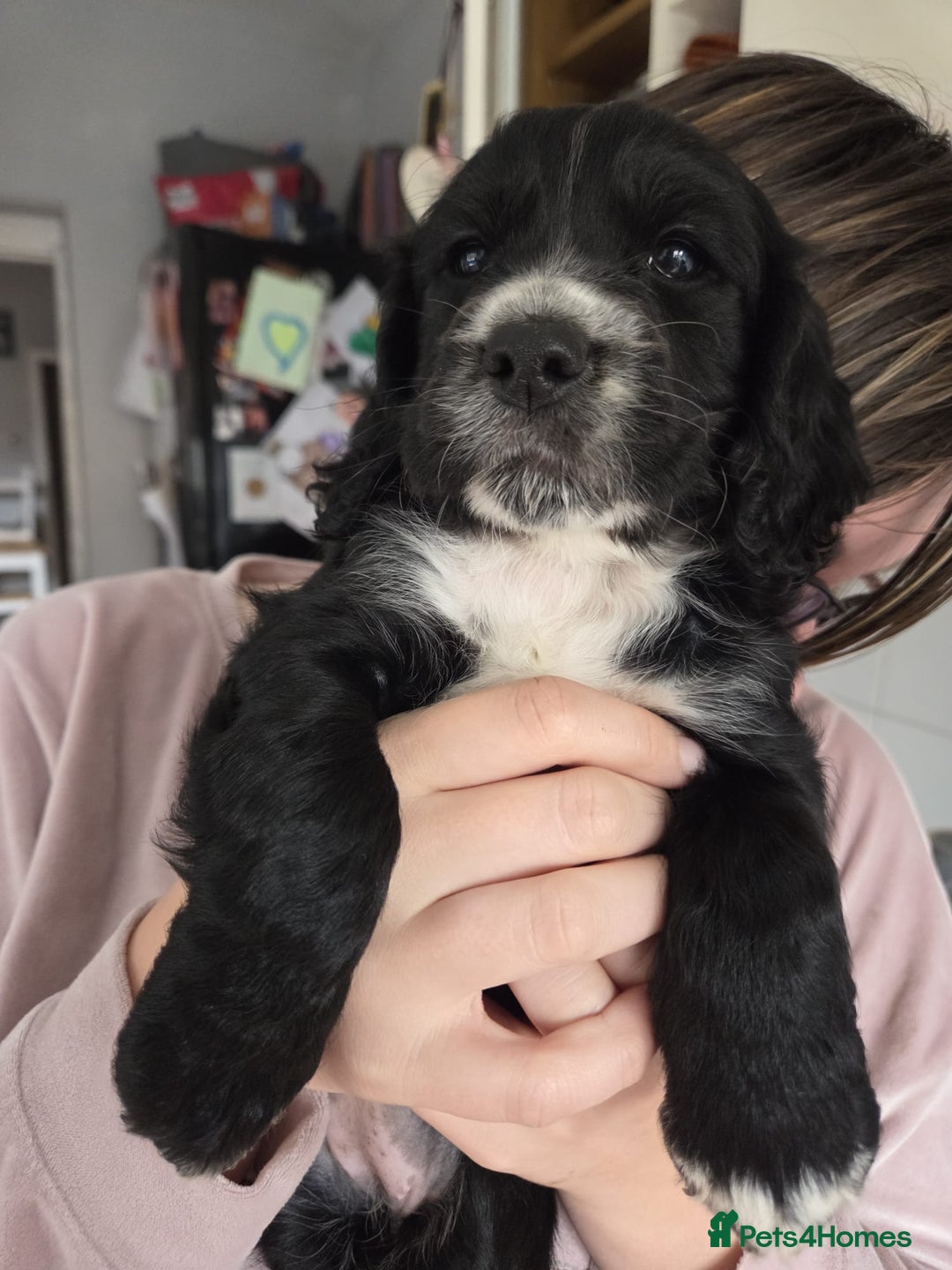 Cocker Spaniel dogs for sale: Black and white cocker spaniel - Image 5