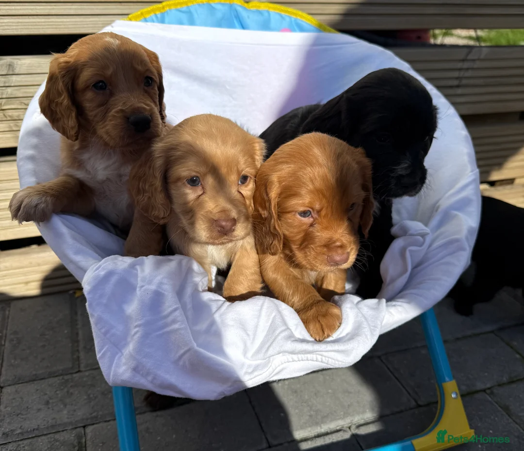 Cocker Spaniel dogs for sale: Cockerspaniel puppy's  - Advert 2