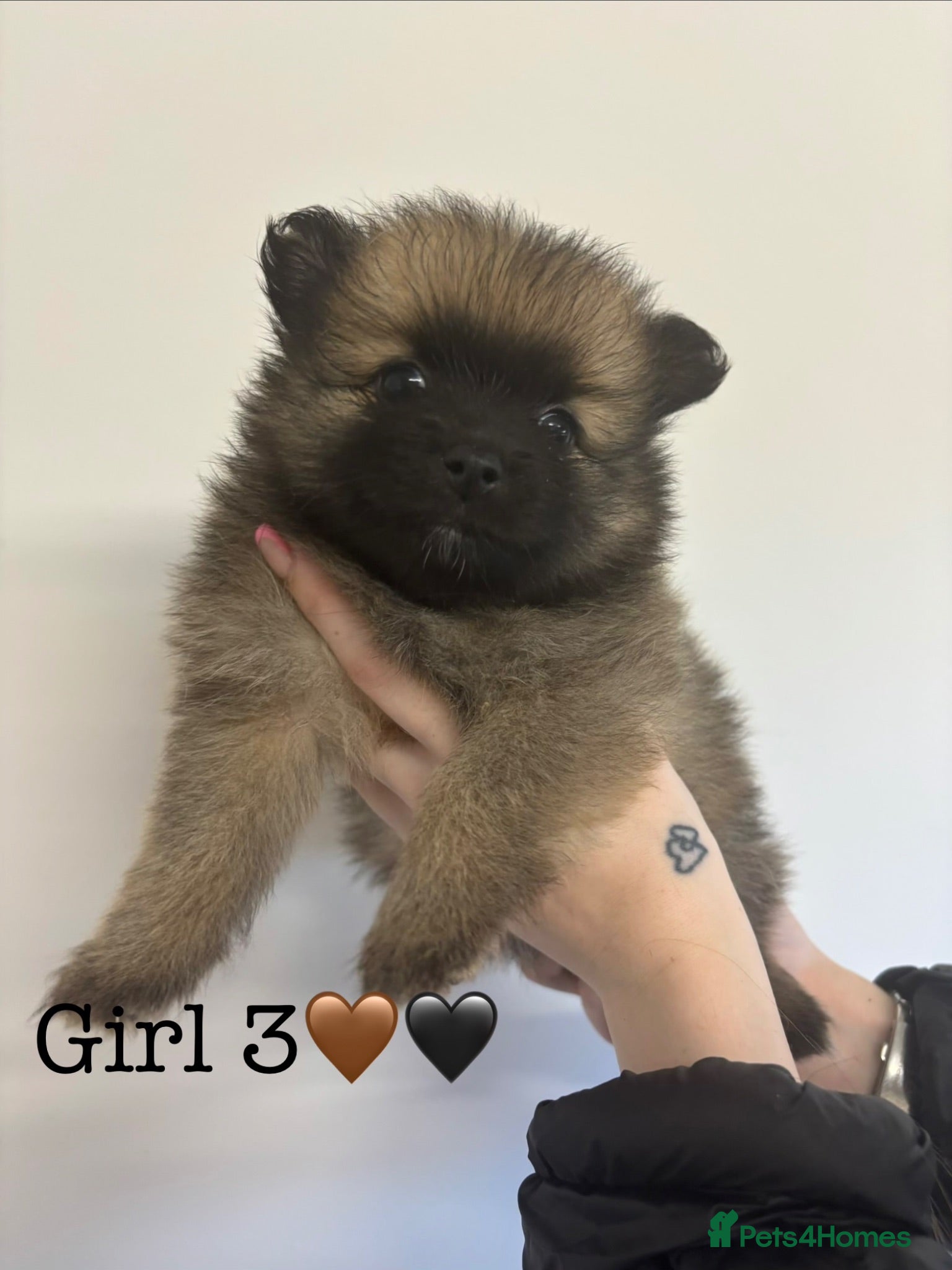 Pomeranian dogs Pomeranian Puppies  - Advert 18